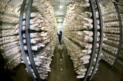 名單公布! 連云港食用菌結緣粵港澳大灣區(qū)"菜籃子"